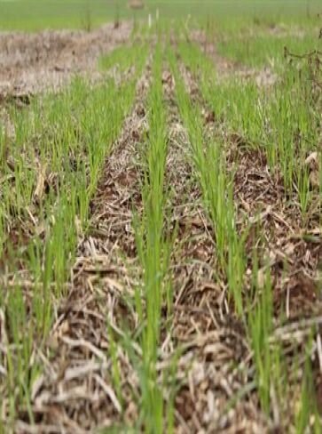 Trigo deve ter redução de 16,10 por cento área plantada na região