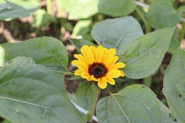 Expointer – Floricultura é alternativa de diversificação para a agricultura familiar