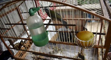 Batalhão Ambiental resgata pássaros silvestres