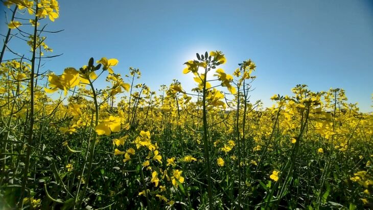 Canola está com desenvolvimento satisfatório e embeleza paisagem agrícola