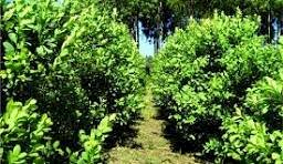 Sicredi assina acordo com governo do Rio Grande do Sul para fomentar cultivo de erva-mate no Estado