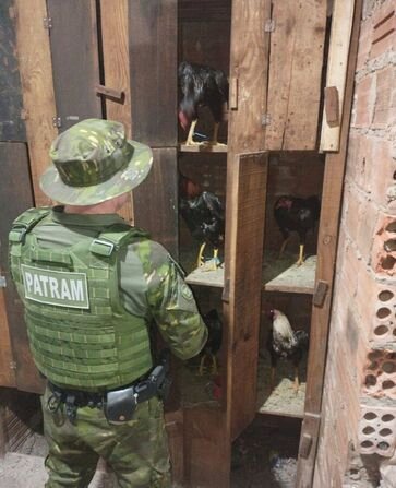 Dezessete pessoas são flagradas promovendo rinha de galos