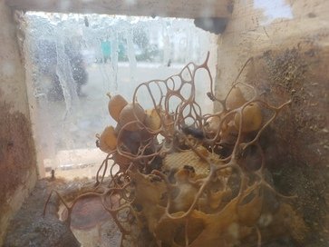 Chegada da primavera retoma a recuperação dos apiários