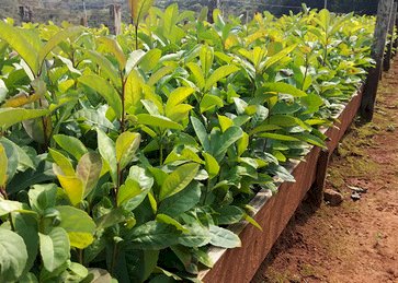 Erva-mate tem possibilidade de ganhar novos mercados com produtos inovadores