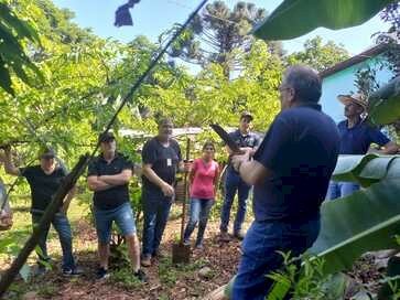 Cultura da banana é debatida em Dia de Campo em Marcelino Ramos