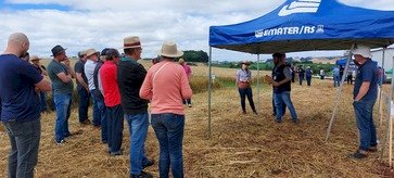 Dia de Campo avalia resultados com 24 variedades de cultivares de cereais de inverno