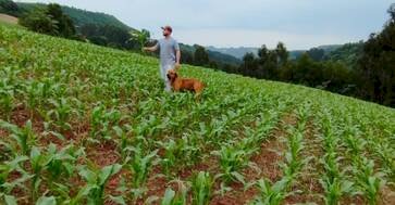 Desenvolvimento da raiz impacta diretamente na produtividade do milho