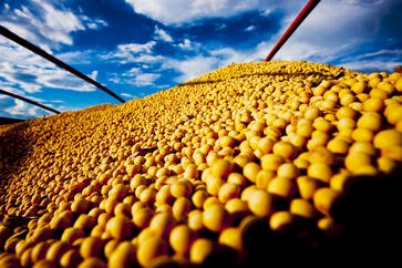 Conab mantém previsão de safra recorde de grãos no Rio Grande do Sul