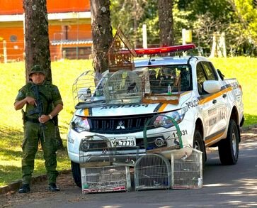 Batalhão Ambiental e SEMA localizam aves silvestre em cativeiro