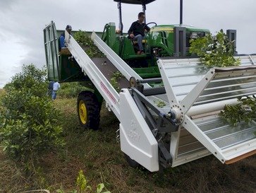 Primeira colhedora de erva-mate no Brasil e os desafios no Alto Uruguai
