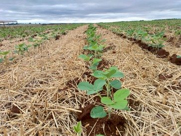 Plantio da soja avança no Estado e atinge 60 por cento da área estimada
