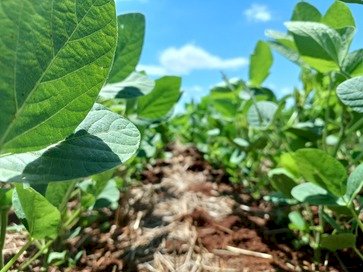 Plantio da soja atinge 80 por cento da área projetada no Rio Grande do Sul 