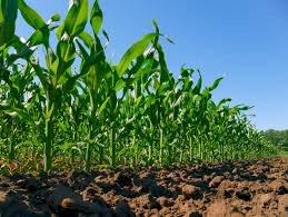 Prefeitura de Getúlio Vargas informa que já  podem ser retirada as sementes do milho Safrinha