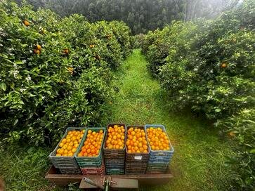 SUTRAF-AU e Cooperfamília já entregaram mais de 100 toneladas de alimentos por meio do PAA