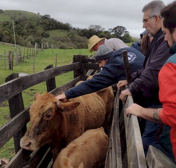 Sanidade animal é estratégica para sustentabilidade da pecuária  