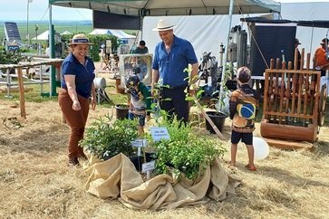 ExpoAgro Cotricampo 2025: Erva-mate é destaque no espaço de Plantas Bioativas da Emater/RS-Ascar