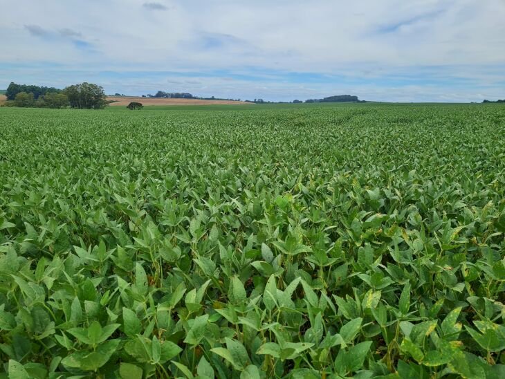 Chuva ameniza situação das lavouras de soja na região