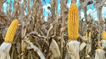 Chuvas recentes preservam potencial produtivo do milho safrinha