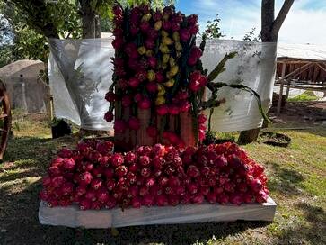 Família Cavalli dá início a colheita da safra de pitaya em Itatiba do Sul