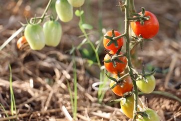 Condições climáticas favoráveis proporcionam boa colheita do tomate