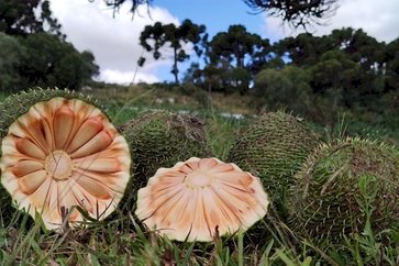Rio Grande do Sul deve ter safra de 860 toneladas de pinhão em 2025