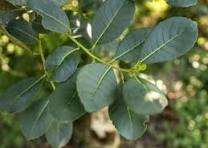 Frutos da erva-mate contêm propriedades que podem ser benéficas para a saúde e para uso comercial