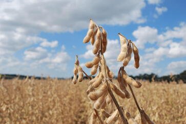 Safra gaúcha de grãos está estimada em 33,9 milhões de toneladas, aponta novo levantamento da Conab