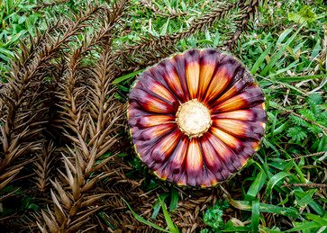 Estudo comprova que pinhão precoce tem o mesmo valor nutricional do tradicional