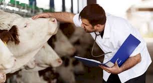 Dia do Zootecnista destaca importância do manejo animal na extensão rural