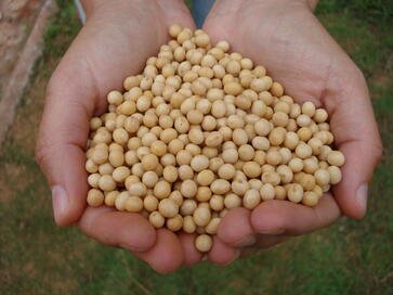 Conab prevê safra de 33,5 milhões de toneladas de grãos no Rio Grande do Sul