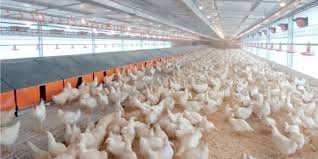 Confirmado no Rio Grande do Sul o primeiro foco de gripe aviária em granja comercial no Brasil