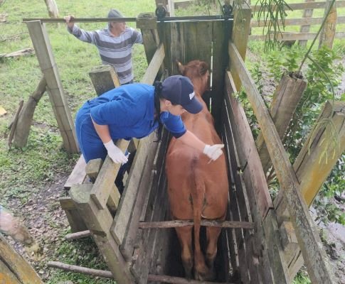 Manejo adequado na bovinocultura de leite para o inverno é foco da Emater/RS-Ascar