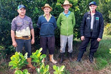 Viadutos celebra a tradição e o futuro da erva-mate na Festa da Colheita