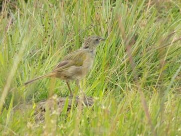 Emater/RS-Ascar celebra Dia Internacional da Biodiversidade com ações de preservação ambiental 