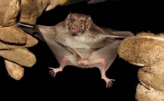 Emater/RS-Ascar orienta produtores sobre riscos da Raiva Herbívora