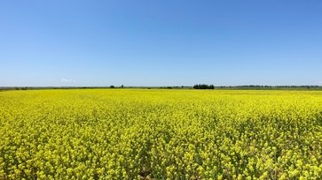Canola ganha força no inverno e se firma  como cultura estratégica para produtores