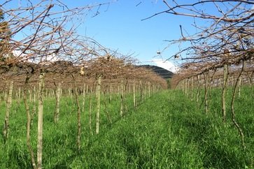 Frio favorece produção de frutas de clima temperado na Serra Gaúcha