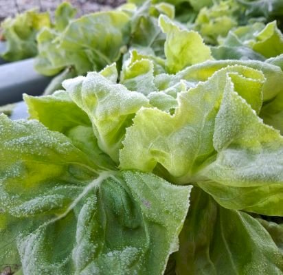 Produção de folhosas é afetada por chuvas e frio no RS