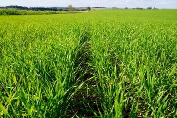 Plantio do trigo no RS chega a 92 por cento da  áresa projetada para esta safra