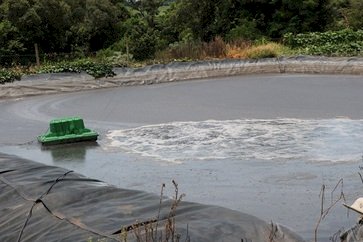 Dia do Suinocultor destaca uso sustentável de dejetos na agropecuária