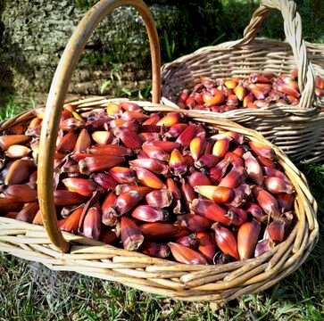 Safra do pinhão no RS se aproxima do final