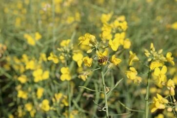 Floração da canola impulsiona apicultura migratória no RS