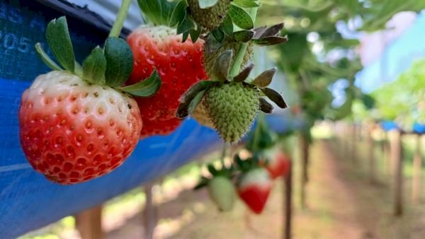 Frutícolas no RS no geral apresentam bom desenvolvimento