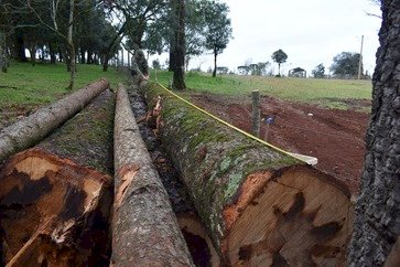 3º BABM flagra corte irregular de Pinheiros Brasileiros em Erechim