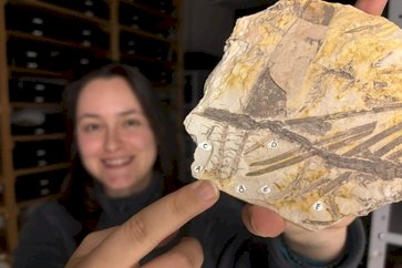 PALEONTOLOGIA - Franscinella riograndensis: nova interpretação revela planta de 296 milhões de anos da Bacia do Paraná com esporos preservados