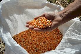 Sementes de milho e sorgo para Safra 2025/2026  já estão disponíveis para retirada