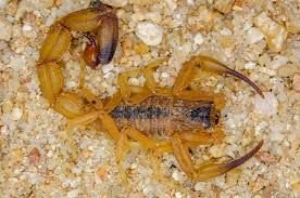 Escorpiões: casos aumentam no Brasil e biólogo do CEUB orienta como agir em situações de risco