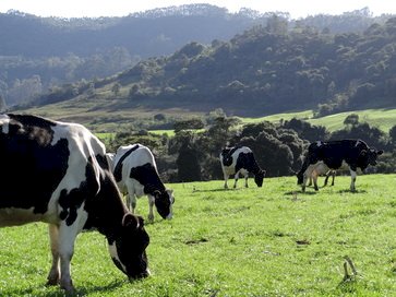 Leite projetado a R$ 2,3712 para o mês de agosto no RS