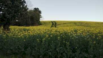 Lavouras de canola apresentam desenvolvimento satisfatório no RS