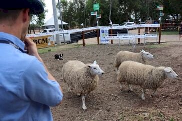 Expointer 2025: Border Collie auxilia agricultores familiares no manejo de rebanhos